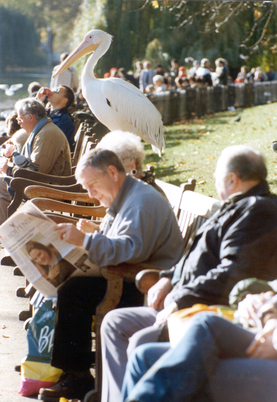 An archive image of a pelican on a bench in St. James Park in London [THE ROYAL PARKS]