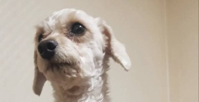 인스타그램 dugfundog 캡처