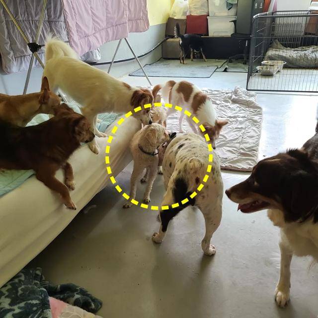 반려견 호텔 운영자 B씨가 공개한 장군이의 모습.(노란색 원) 장군이는 호텔에서 지내기 전 한차례 입양됐지만, 파양됐다. 반려견 호텔 인스타그램 캡처