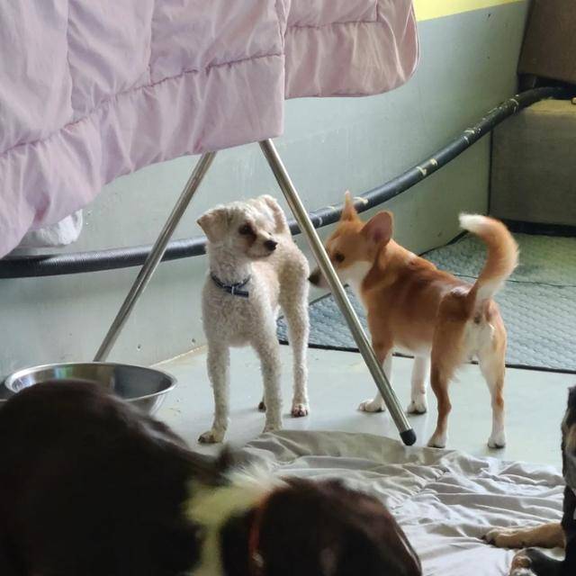 반려견 호텔에서 지내던 장군이의 모습. 장군이를 최초 발견한 A씨는 SNS와 언론에 장군이의 사연이 노출된 것을 불편해하며 장군이를 데려갔지만, 그의 주장에 호텔 업주 B씨는 다소 받아들이기 어렵다는 입장이었다. 반려견 호텔 인스타그램 캡처