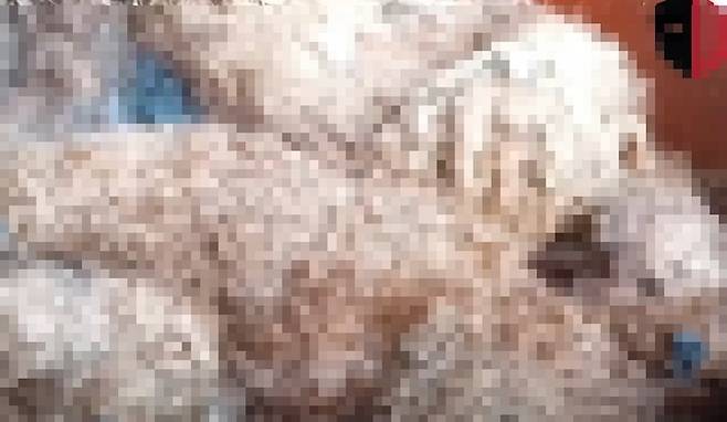 [서울=뉴시스] 전재훈 기자 = 경기도의 한 주택에서 1000여마리의 개가 굶어 죽은 채 발견돼 경찰이 수사에 나섰다. (사진=케어 유튜브 캡처) 2023.03.05.  *재판매 및 DB 금지