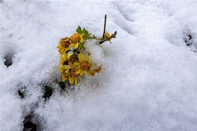 2023년 1월 감국 꽃이 추위에 시들고 있는 모습. 이영선 시민 과학자 제공