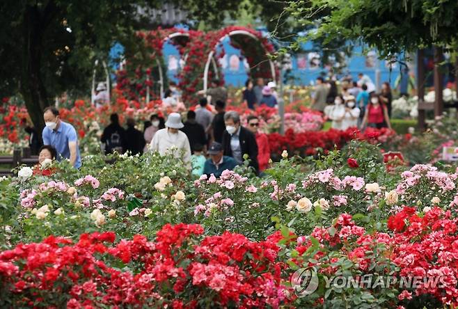 곡성 장미축제 [연합뉴스 자료사진]