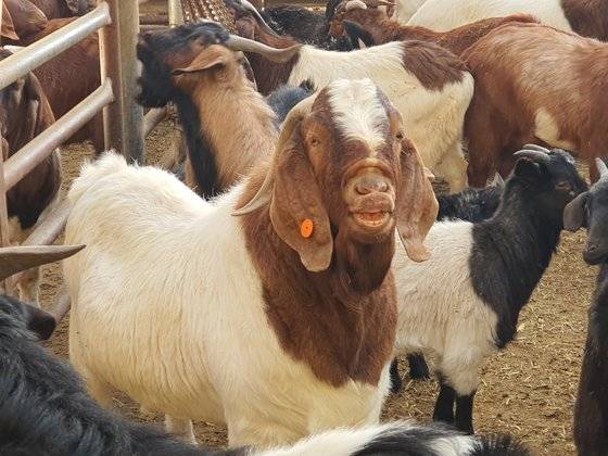 경북 김천시 한 염소농장에서 염소들이 사육되고 있는 모습. 사진 독자