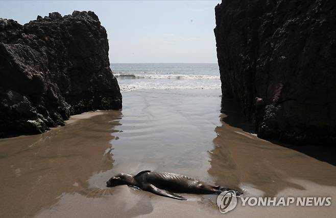 페루 리마 해안의 바다사자 (로이터=연합뉴스) 2월 22일 페루 리마 체페콘데 해변에 바다사자가 드러누어 있다. 2023.2.22 [재판매 및 DB 금지]