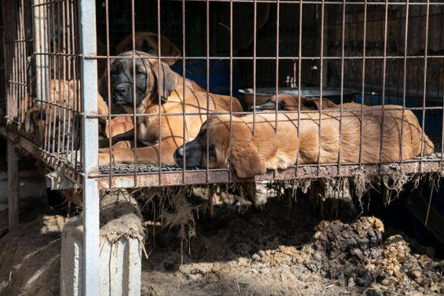 충남 아산시의 폐쇄된 개농장에서 구조를 기다리고 있는 개들. 한국HSI 제공