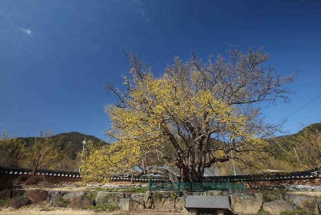중국 산동에서 구례에 처음 심어진 계척마을의 산수유 시목이다. 할머니나무로도 불린다. 사진제공|구례군청.