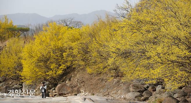 구례 산수유축제 개막 하루 전인 10일 한 시민이 전남 구례군 반곡마을에서 산수유꽃을 감상하고 있다.