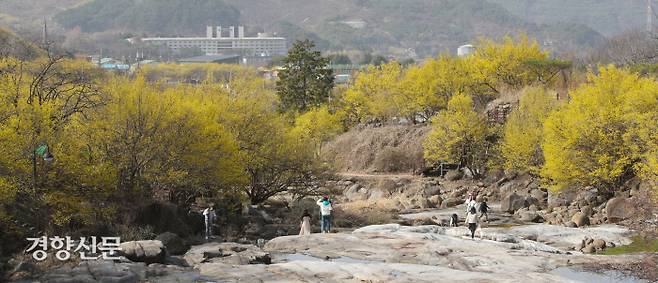 상춘객들이 전남 구례군 산동면 반곡마을에서 산수유꽃을 감상하고 있다.