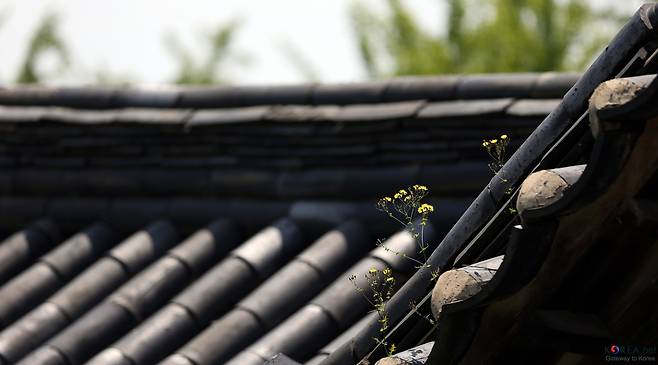 추사 김정희 고택 [문화체육관광부 해외문화홍보원 코리아넷]