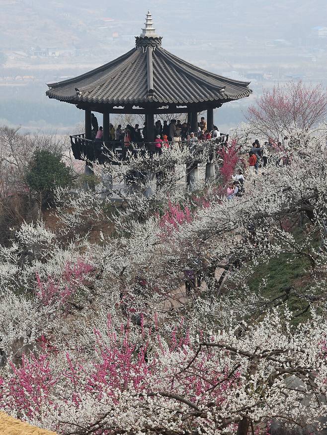 12일 오전 전라남도 광양시 다압면 매화마을 일대에서 열린 제22회 광양 매화축제에 상춘객들이 몰려 봄의 정취를 느끼고 있다. 백소아 기자