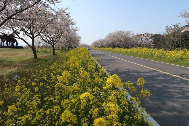 녹산로에 핀 유채꽃 (사진, 비짓제주)