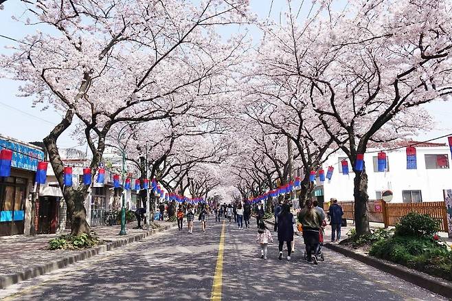 제주시 전농로 벚꽃길 (사진, 비짓제주)