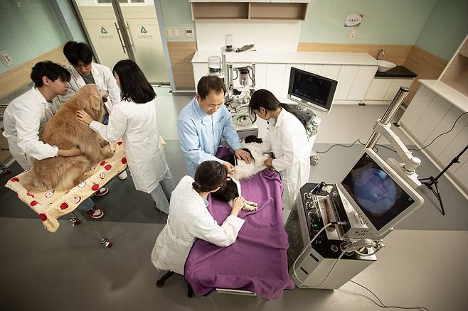 연암대 동물보건실습센터에서 학생들이 동물보건사 간호 실습에 참여하고 있다. 연암대학교 제공