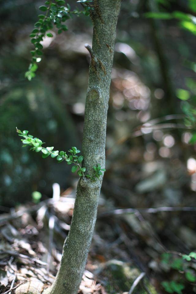 석회암 지대 회양목 군락지. 저마다 다양한 모습으로 자유롭게 산다.