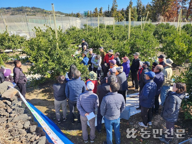 제주 서귀포 중문농협이 주관한 ‘감귤원 원지정비(성목이식) 정지·가지치기(전정) 교육’이 진행되고 있다.