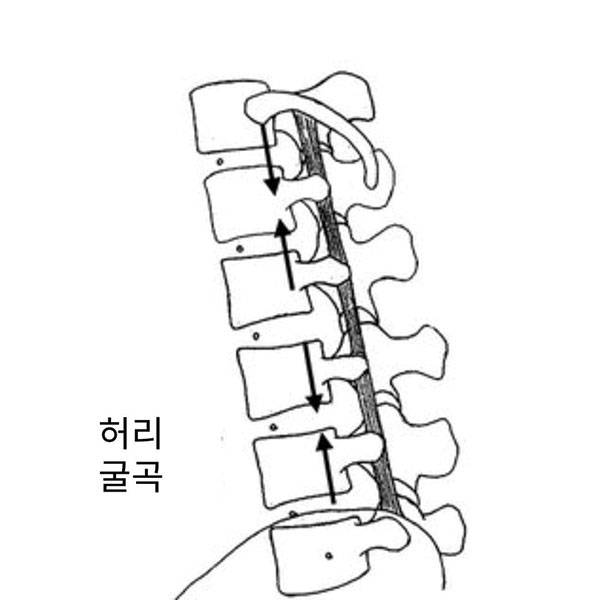 다열근은 전방에 위치하기 때문에 허리가 구부러질 때 압박력을 생성합니다.(검정화살표)