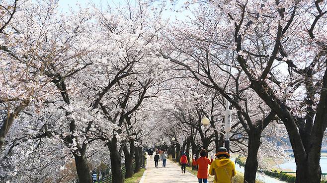 영주 서천 벚꽃. 경북도 제공