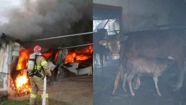 화재가 난 축사에서 소방관이 불을 끄고 있다(왼쪽 사진). 강원 고성군에서 발생한 산불로 많은 농장동물과 반려동물이 부상을 당하거나 목숨을 잃었다. 사진은 화재가 번진 속초시 장천마을 축사에서 어미소가 송아지에게 젖을 물리고 있는 모습. 고성=연합뉴스