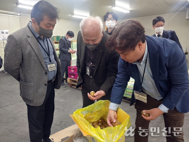 제주시농협 고봉주 조합장(앞줄 가운데)과 직원 등이 일본에 수출한 제주산 키위 품질을 살펴보고 있다.