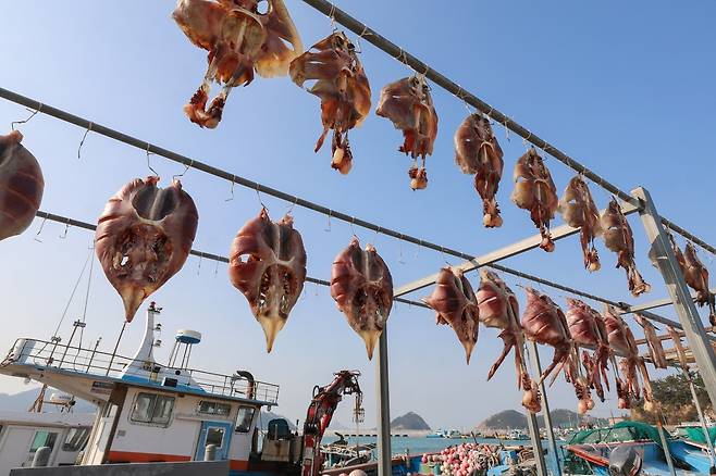 예리항 부둣가에서 말라가는 홍어 [사진/진성철 기자]