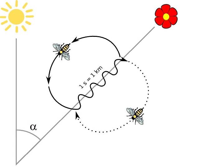 꿀벌의 8자 춤이 꽃의 방향과 거리를 가리키는 원리. 위키미디어 코먼스 제공.