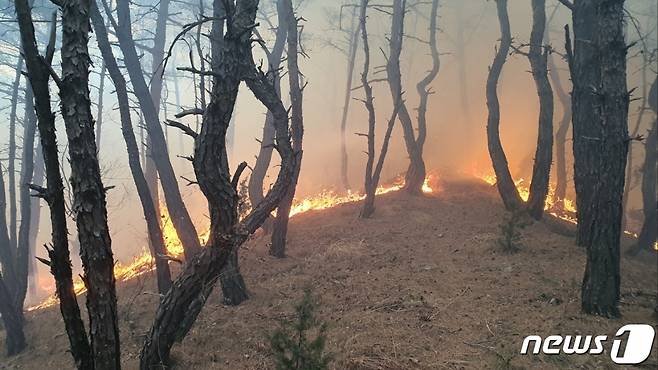 (상주=뉴스1) 남승렬 기자 = 16일 오전 2시54분쯤 경북 상주시 외남면 야산에서 발생한 불이 확산하는 가운데 소방·산림당국이 대응 2단계를 발령, 진화 중이다. (경북소방본부 제공) 2023.3.16/뉴스1  Copyright (C) 뉴스1. All rights reserved. 무단 전재 및 재배포 금지.