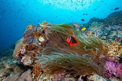 최고의 다이빙 여행지는 필리핀 - 남부 레이테 나판타오(Southern Leyte, Napantao Reef). 사진제공|에어뷰코리아
