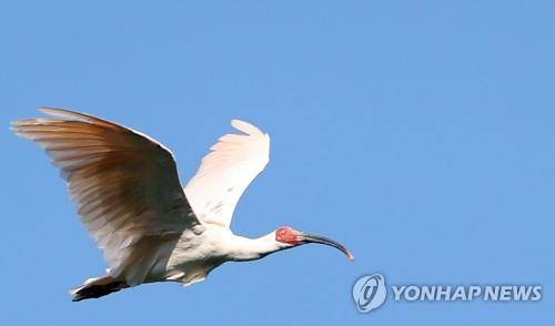 하늘을 나르는 따오기 [연합뉴스 자료사진]