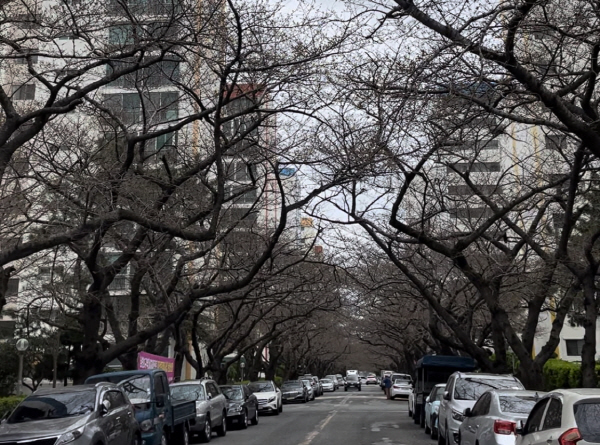 남천동 ‘ㅅ’아파트 단지 내에 벚나무가 길게 이어져 있다. 홍정민PD