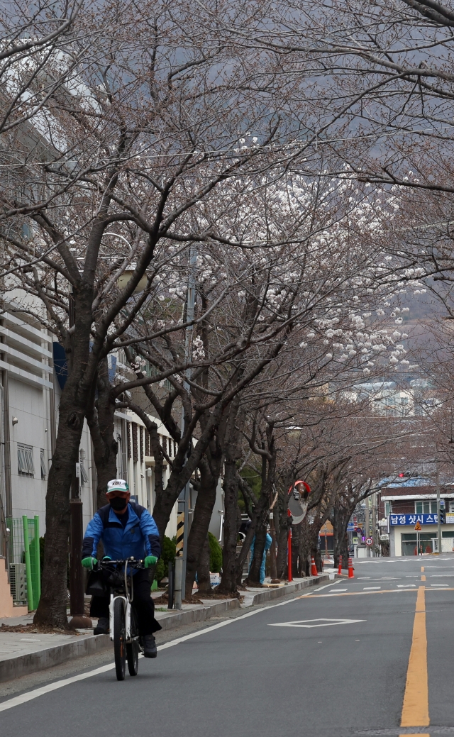 경남 창원 진해구 이동에서 17일 시민들이 한 그루만 만개한 벚나무 주변을 지나가고 있다. 연합뉴스