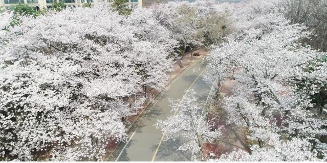 인천대공원에 만개한 벚꽃 [연합뉴스 자료사진]