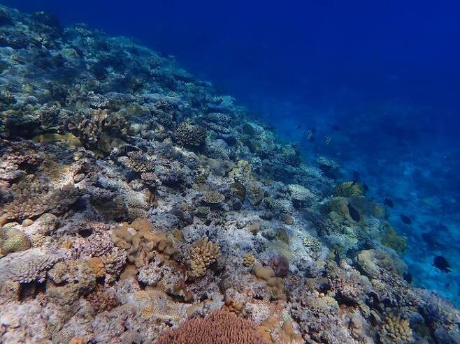 남중국해 타이핑섬의 산호초 [Yi Bei Liang 제공/ 재판매 및 DB 금지] photo@yna.co.kr