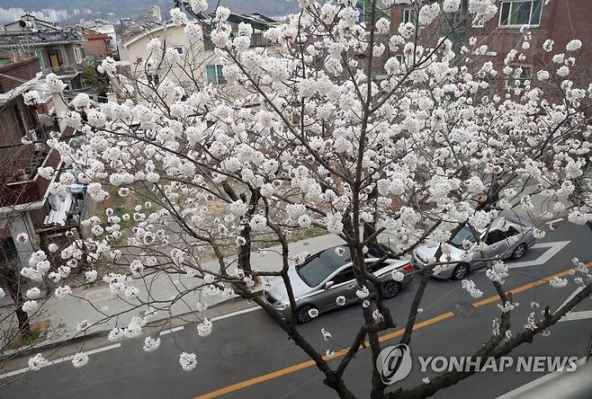 진해 벚꽃 개화 1호 벚나무 '활짝' (창원=연합뉴스) 김동민 기자 = 금요일인 17일 오후 경남 창원시 진해구 이동 생활체육시설 주변 벚나무 한 그루에 꽃이 활짝 펴 시선을 끌고 있다.
    이 벚나무는 진해에서 가장 먼저 개화하는 것으로 유명하다. 2023.3.17 image@yna.co.kr