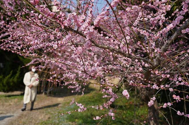 전남 해남군은 우리나라 최남단 '땅끝' 해남에서 봄을 알리는 '매화 축제'와 '달마고도 힐링축제'를 시작으로 4~5월까지 잇따라 봄 축제가 열린다고 18일 밝혔다. 사진은 '제9회 땅끝매화축제'가 열리는 해남군 산이면 보해매실농원 내 매화 모습. 사진=해남군 제공