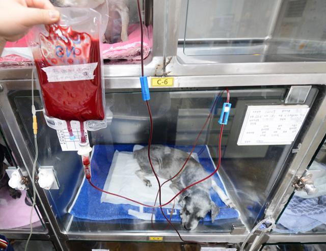 서울 서대문구 한 동물병원에서 개가 수혈받고 있는 모습. 한국일보 자료사진
