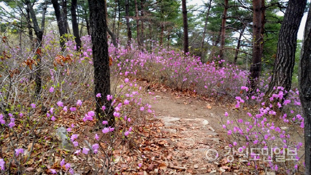 ▲ 진달래 만개한 봄 산