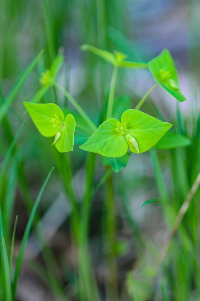 ▲개감수Ⓒ이승태