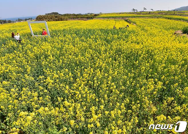 19일 오후 경북 포항시 남구 호미곶면 새천년광장의 유채꽃 밭을 찾은 관광객들이 봄 기운을 만끽하고 있다.2023.3.19/뉴스1 ⓒ News1 최창호 기자