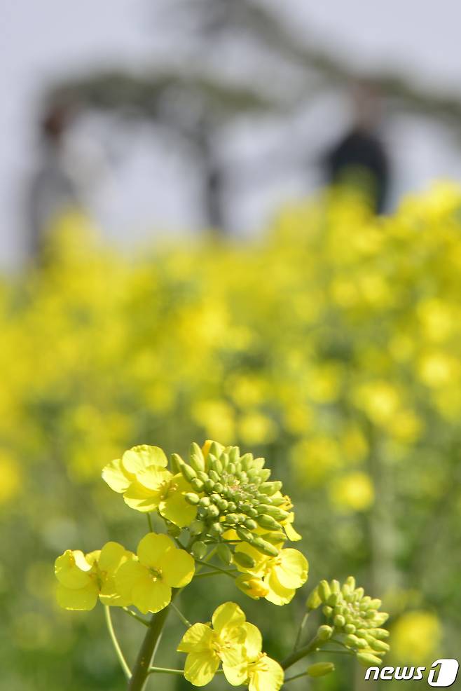 19일 오후 경북 포항시 남구 호미곶면 새천년광장 유채꽃 밭에 향기가 가득하다.2023.3.19/뉴스1 ⓒ News1 최창호 기자