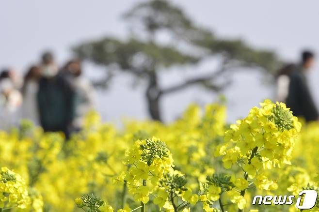 19일 오후 경북 포항시 남구 호미곶면 새천년광장 유채꽃 밭을 찾은 관광객들이 유채향기를 따라 산책하고 있다.2023.3.19/뉴스1 ⓒ News1 최창호 기자