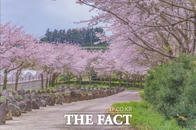 제주의 숨은 벚꽃 명소인 서홍동 웃물교 벚꽃길. 오는 25~26일 첫 벚꽃구경 행사가 진행될 예정이다.