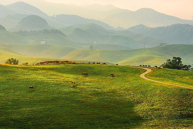 충남 서산의 한우개량사업소에서 소들이 방목지의 풀을 뜯고 있다. /한우개량사업소 제공