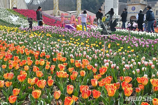 [용인=뉴시스] 김종택 기자 = 19일 경기도 용인 에버랜드 페어리타운을 찾은 시민들이 활짝 핀 튤립 꽃길을 거닐며 봄기운을 만끽하고 있다. 2023.03.19. jtk@newsis.com