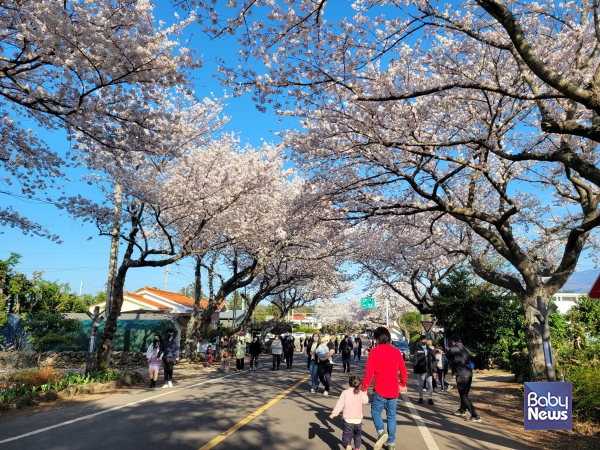 애월읍 장전리 왕벚꽃길. ⓒ김재원