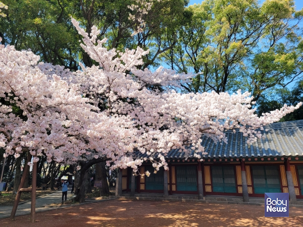 삼성혈 벚꽃. ⓒ김재원