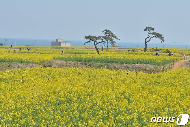 19일 오후 경북 포항시 남구 호미곶면 새천년광장 유채꽃 밭을 찾은 관광객들이 봄을 느끼고 있다.2023.3.19/뉴스1 ⓒ News1 최창호 기자