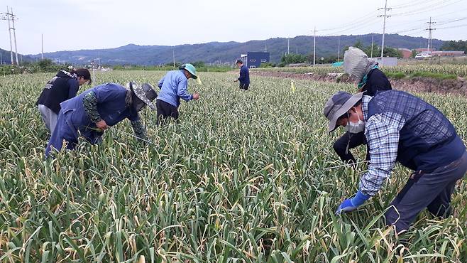 '의성에서 두 달 살아보기' 참가자들이 마늘재배 체험을 하고 있다. (사진=의성군 제공)  *재판매 및 DB 금지