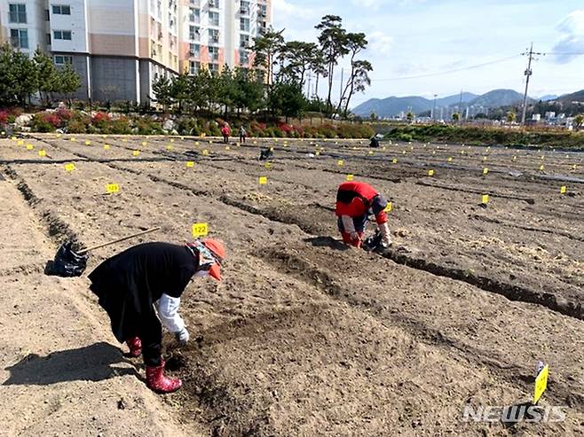 [장성=뉴시스] 전남 장성군아 장성읍 영천주공아파트 인근에 조성한 무료 분양 텃밭. (사진=장성군 제공) 2023.03.20. photo@newsis.com