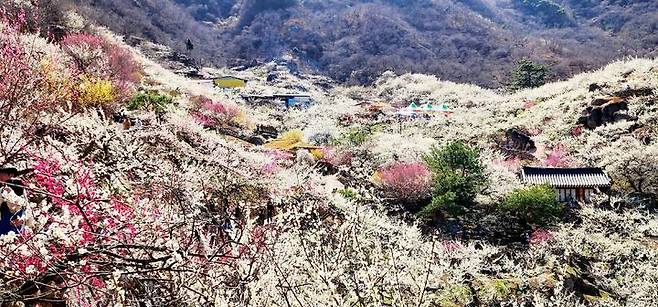 제22회 광양매화축제장에 매화가 활짝피어 있다. 광양시 제공 *재판매 및 DB 금지